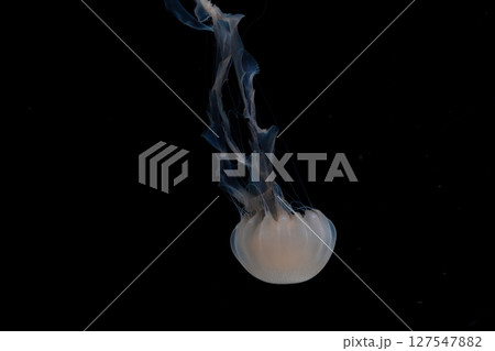 ゆらゆらと泳ぐクラゲ	 127547882