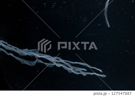 ゆらゆらと泳ぐクラゲ	 127547887