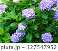 紫陽花01 127547952