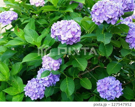 紫陽花01 127547952