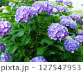 紫陽花02 127547953