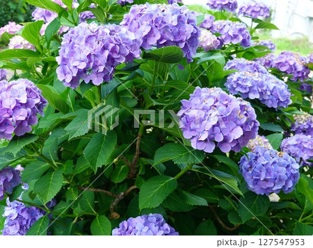 紫陽花02 127547953