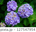 紫陽花03 127547954