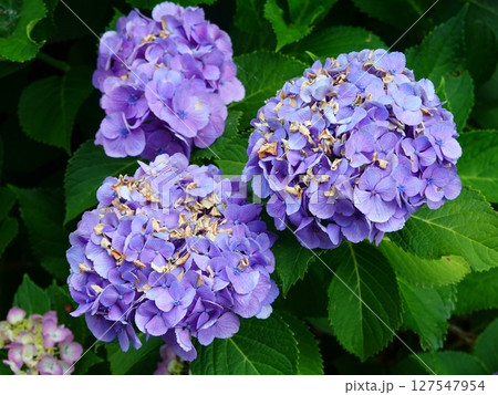 紫陽花03 127547954