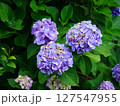 紫陽花04 127547955