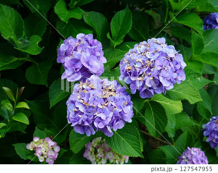 紫陽花04 127547955