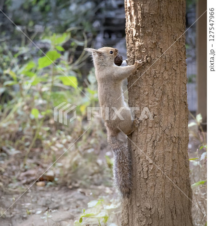 ニホンリス (動物園) ニホンリス (動物園) 127547966