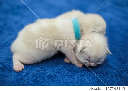 Two newborn 1 week old ragdoll kittens sleeping with eyes closed on the blanket, domestic cat 127548146