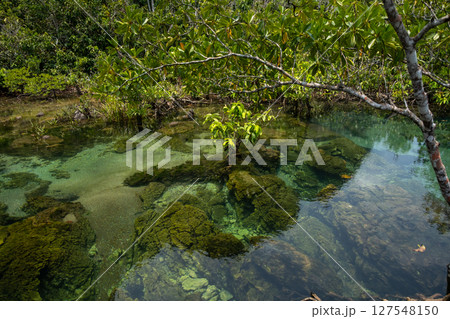 Transparent green and blue stream the tree roots and rocks under the water. Thapom Klong Song Nam in Krabi, Thailand 127548150