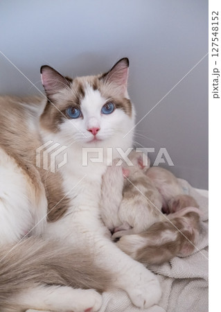 Five Newborn Ragdoll kittens feeding from their mother. 127548152