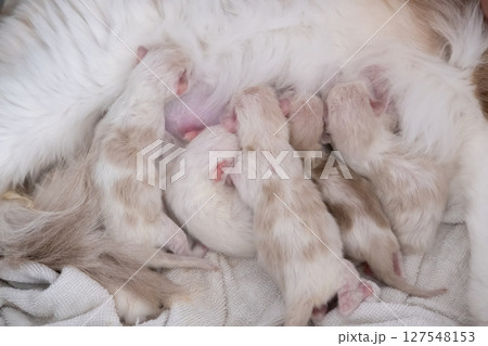 Five Newborn Ragdoll kittens feeding from their mother. Five Newborn Ragdoll kittens feeding from their mother. 127548153