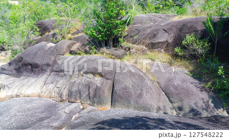 Granite Rock Surface with Tropical Vegetation in Natural Forest Granite Rock Surface with Tropical Vegetation in Natural Forest 127548222