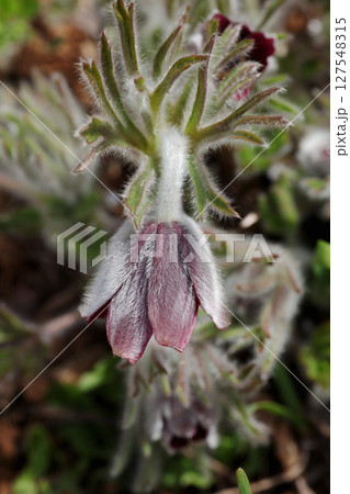 オキナグサ 127548315