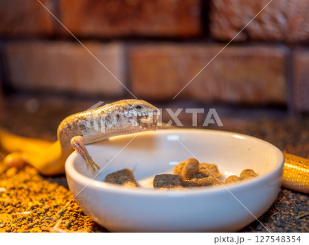 餌を食べるオオアシカラカネトカゲ 餌を食べるオオアシカラカネトカゲ 127548354