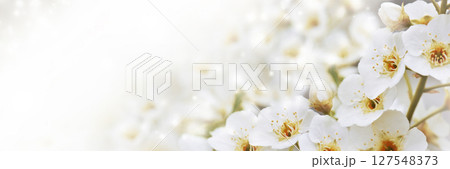 Banner with cherry blossom branches in nature outdoors. Macro shot of flowers in sunlight with copy space. 127548373