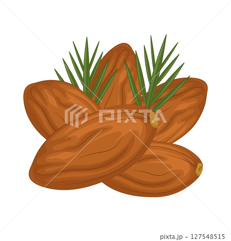 Illustration of Date fruit 127548515