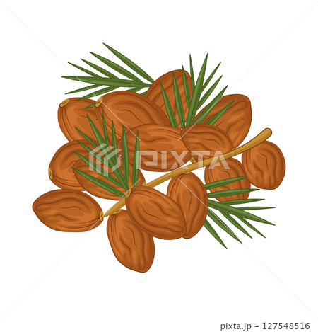 Illustration of Date fruit 127548516