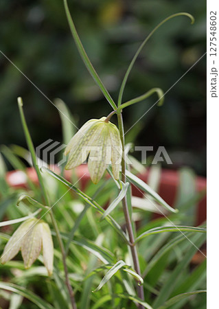 アミガサユリ 127548602