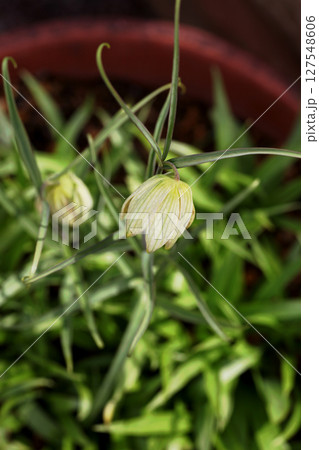 アミガサユリ 127548606