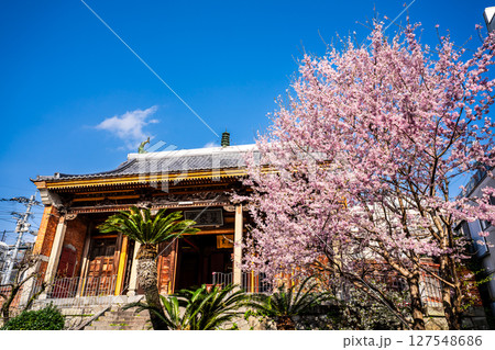 福建会館の桜【長崎市】 福建会館の桜【長崎市】 127548686