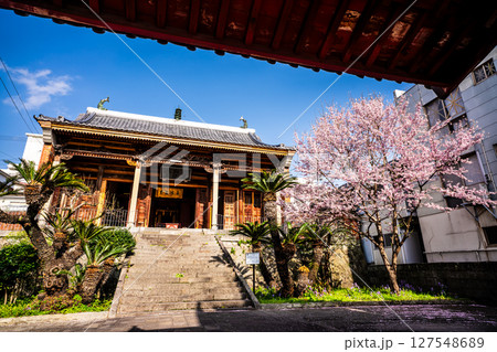 福建会館の桜【長崎市】 福建会館の桜【長崎市】 127548689
