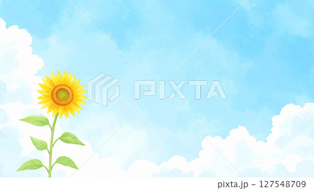 一輪の向日葵と青空 127548709