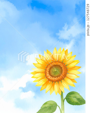 一輪の向日葵と青空 127548729