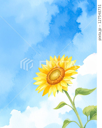一輪の向日葵と青空 127548731