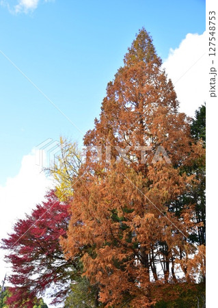 紅葉した大木 紅葉した大木 127548753
