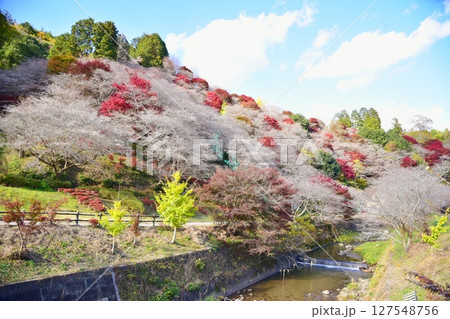 川沿いに咲く四季桜 川沿いに咲く四季桜 127548756