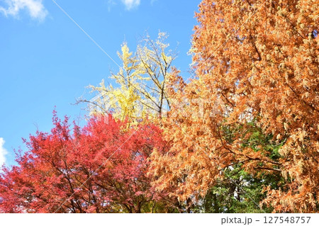 紅葉したカエデの木 紅葉したカエデの木 127548757