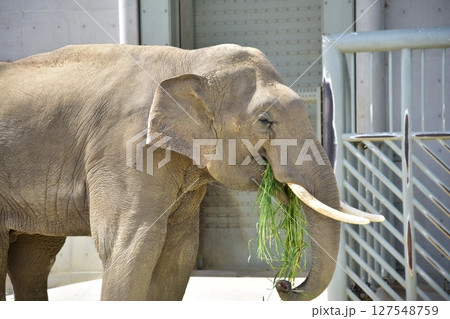 草を食べるゾウ 草を食べるゾウ 127548759
