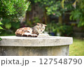 昼寝する猫 127548790