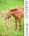 草原の馬 127548793