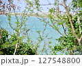 植物越しの海 127548800