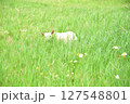 草原のヤギ 127548801