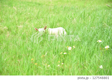 草原のヤギ 草原のヤギ 127548801