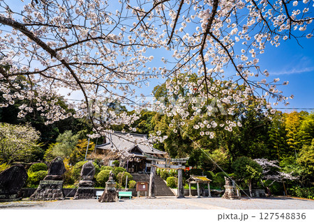 高城神社の桜【長崎県諫早市】 127548836