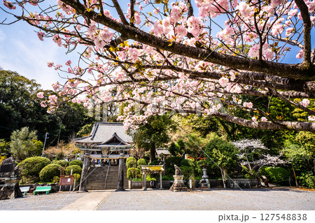 高城神社の桜【長崎県諫早市】 高城神社の桜【長崎県諫早市】 127548838