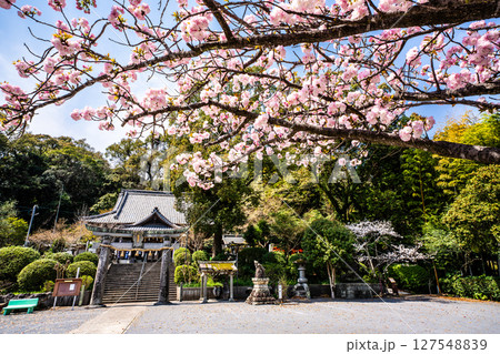 高城神社の桜【長崎県諫早市】 127548839