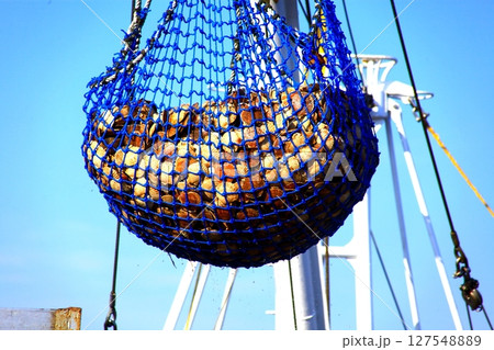 ホタテ漁 ホタテ漁 127548889