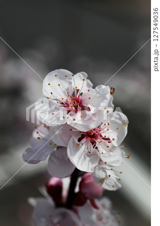 豊後梅の花 127549036