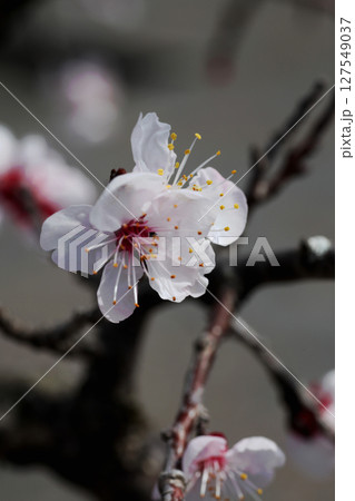 豊後梅の花 豊後梅の花 127549037