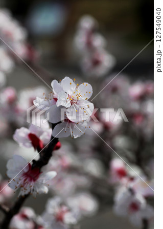 豊後梅の花 127549040