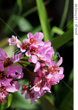 ヒマラヤユキノシタ 127549186