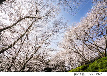 士師野尾ダム　水源の森の桜【長崎県諫早市】 127549246