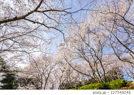 士師野尾ダム 水源の森の桜【長崎県諫早市】 士師野尾ダム 水源の森の桜【長崎県諫早市】 127549248