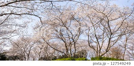 士師野尾ダム 水源の森の桜 パノラマ【長崎県諫早市】 士師野尾ダム 水源の森の桜 パノラマ【長崎県諫早市】 127549249