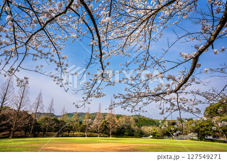 士師野尾ダム 水源の森の桜【長崎県諫早市】 士師野尾ダム 水源の森の桜【長崎県諫早市】 127549271