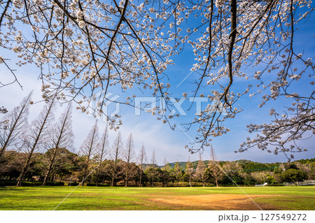 士師野尾ダム　水源の森の桜【長崎県諫早市】 127549272